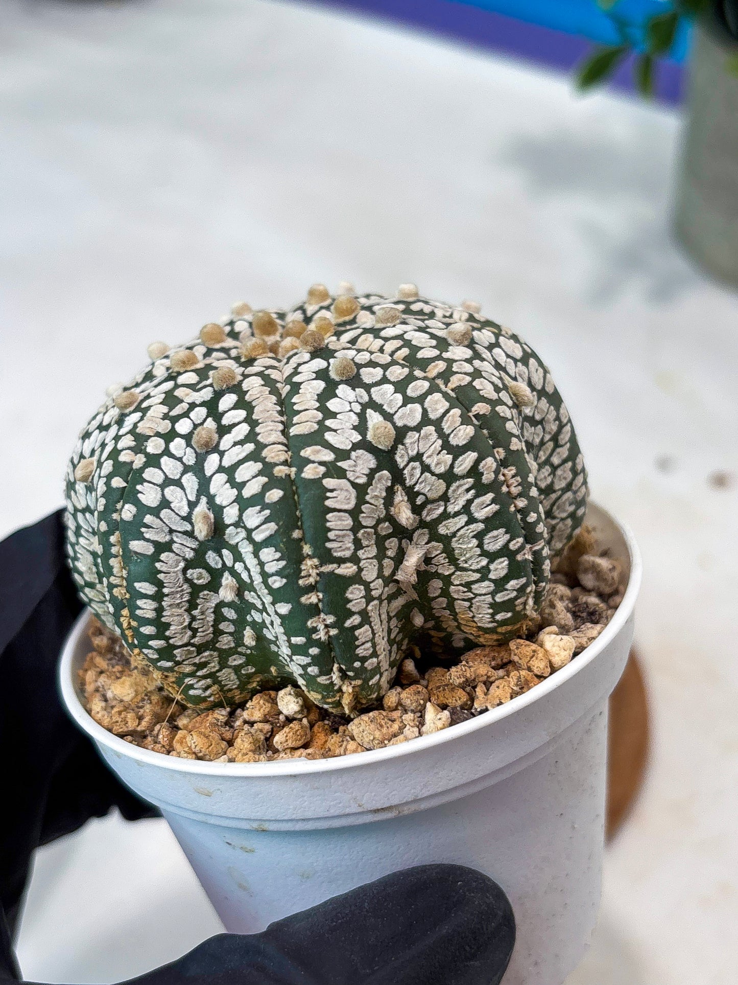 Astrophytum Star Shape (T9) (g5) | SHIP from USA