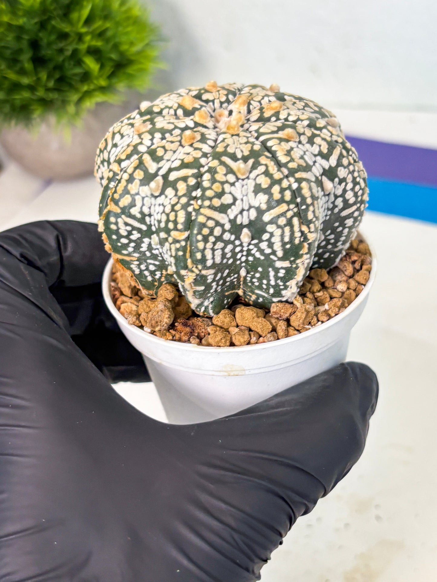 Astrophytum V-Type (at6) (b5) | Rare Star Cactus