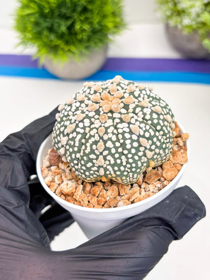 Astrophytum Super Kabuto (t12) (p4) | 3" Pot