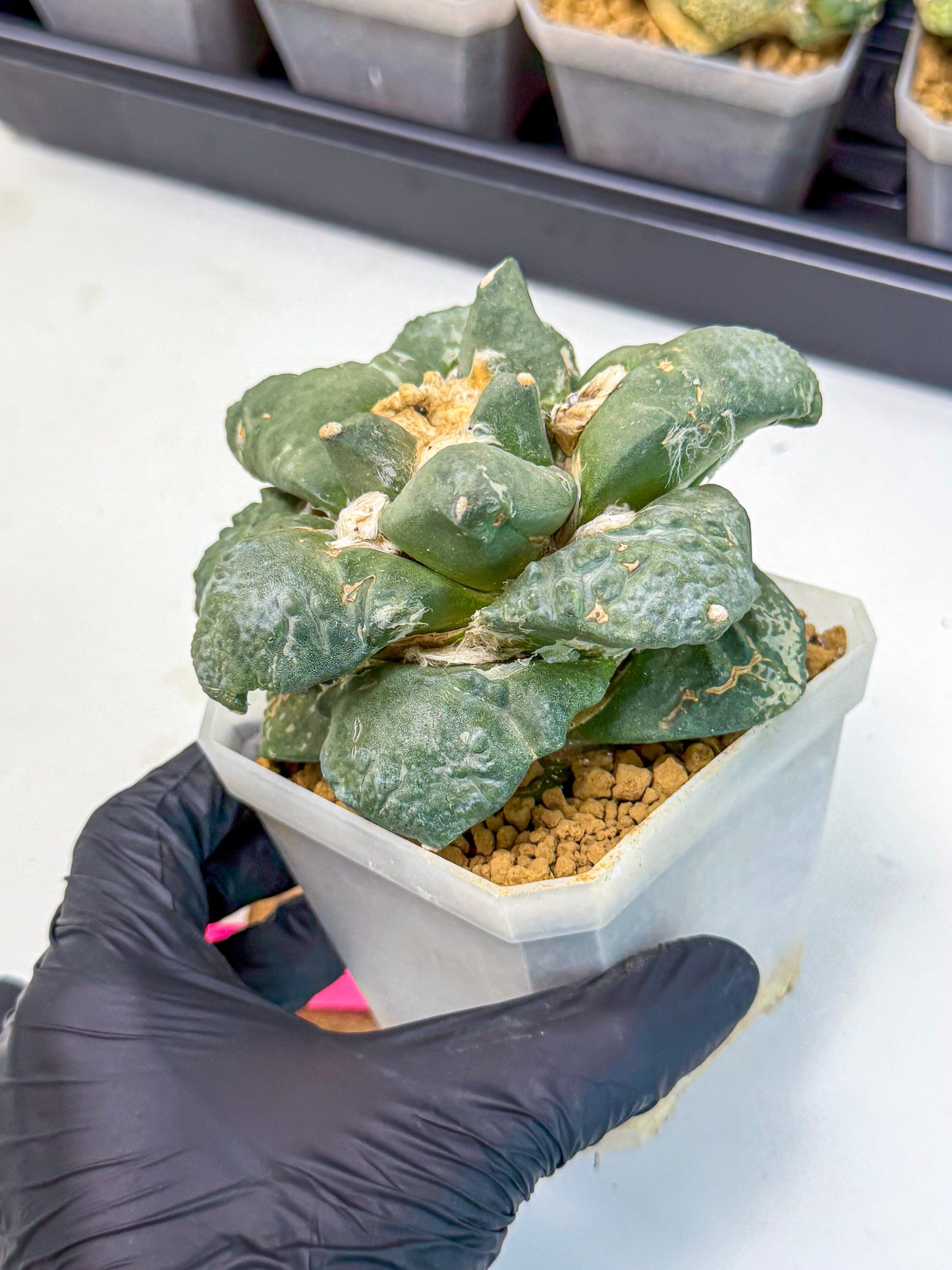 Ariocarpus Cultivar (pp) | Living rock cactus