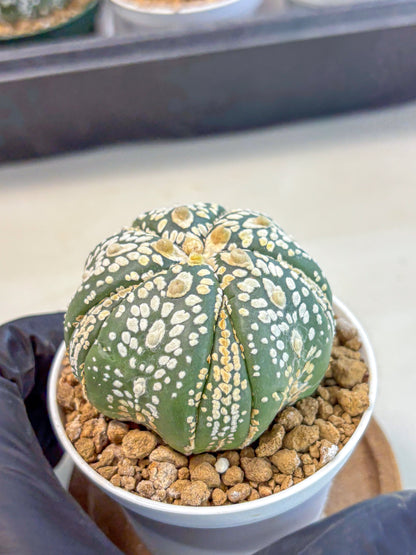 Astrophytum 5-Ribs (at7) (y1) | Living Rocks