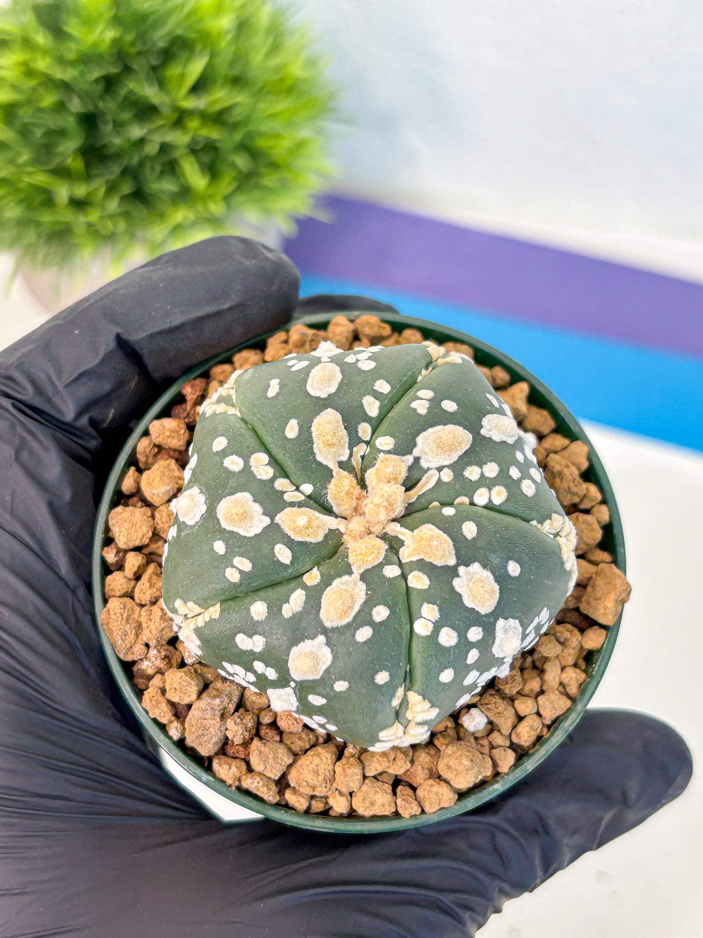 Astrophytum Fukuryu (at8) (02) | Rare Plant | Succulent Cactus