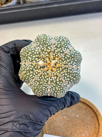 Astrophytum Super Kabuto (at10) (03) | sand dollar cactus