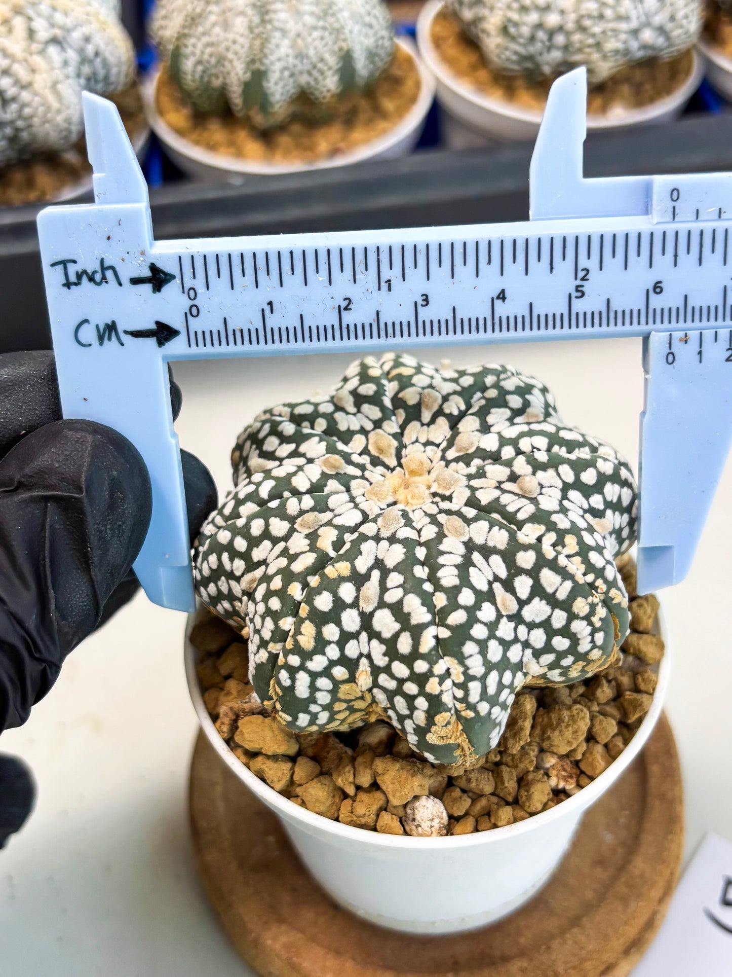 Astrophytum Star Shape (at3) (g5) | Very Rare Cactus