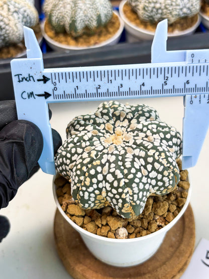 Astrophytum Star Shape (at3) (g5) | Very Rare Cactus