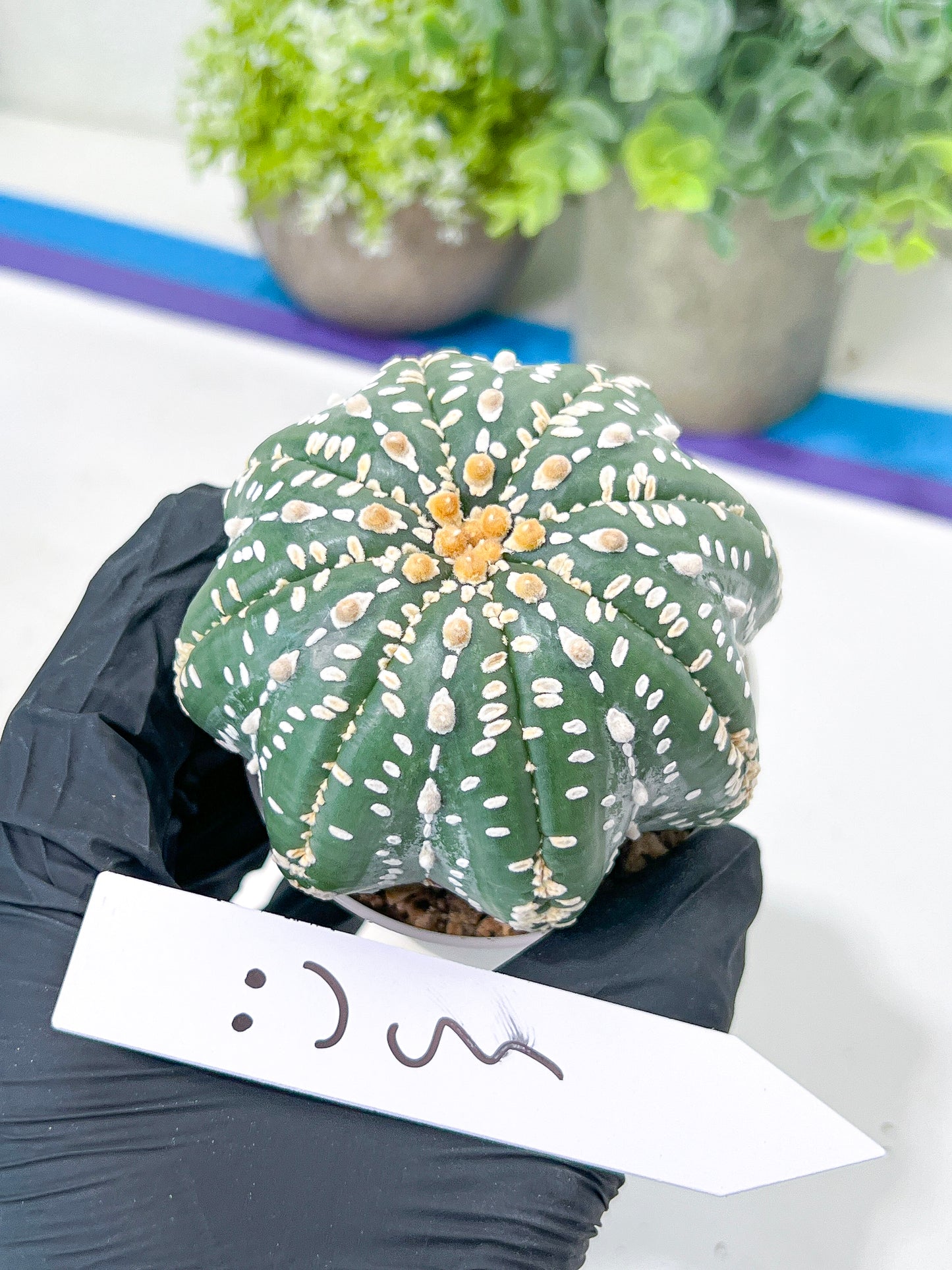Astrophytum Super Kabuto (#T7A) | Las Vegas Botanical Shop | 3" Pot