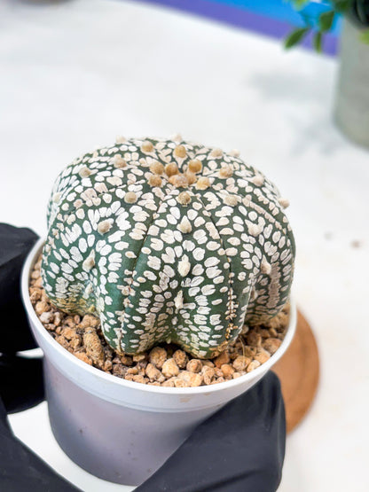 Astrophytum Star Shape (T9) (g5) | SHIP from USA