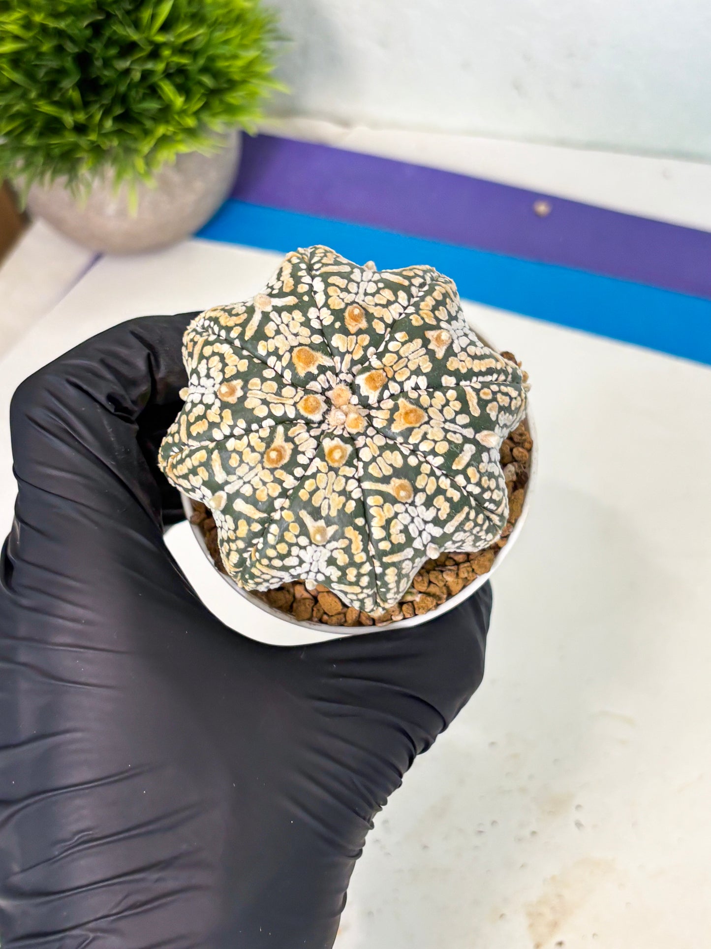 Astrophytum V-Type (at6) (b5) | Rare Star Cactus