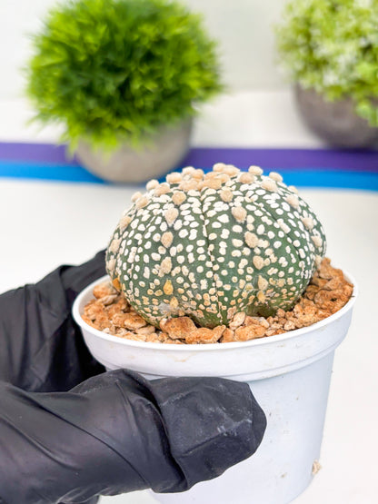 Astrophytum Super Kabuto (t12) (p4) | 3" Pot