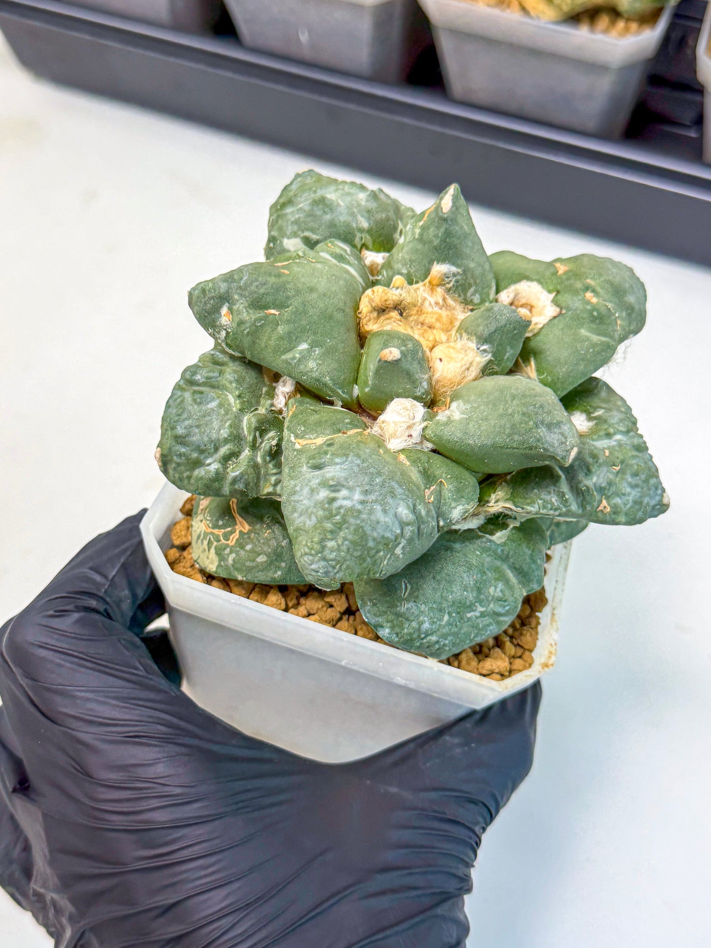 Ariocarpus Cultivar (pp) | Living rock cactus
