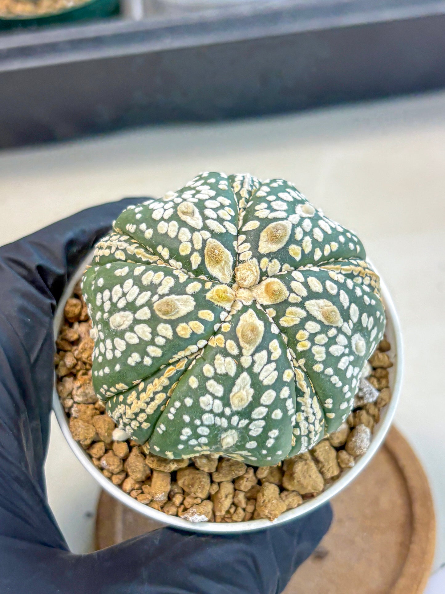 Astrophytum 5-Ribs (at7) (y1) | Living Rocks