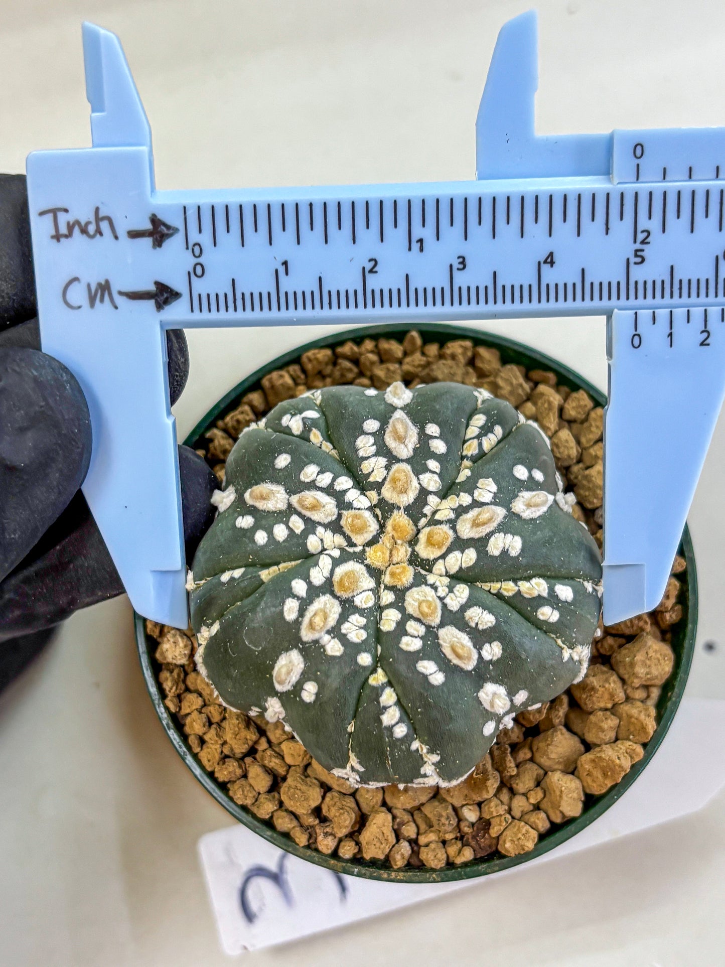 Astrophytum Fukuryu (at8) (03) | Rare Plant | Succulent Cactus