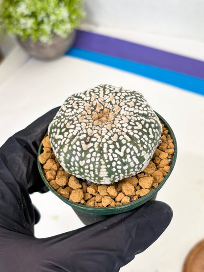 Astrophytum V-Type (at1) (p6) | Imported Cactus