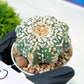 Astrophytum V-Type (#T4A) | Las Vegas Plant Shop | 3" Pot