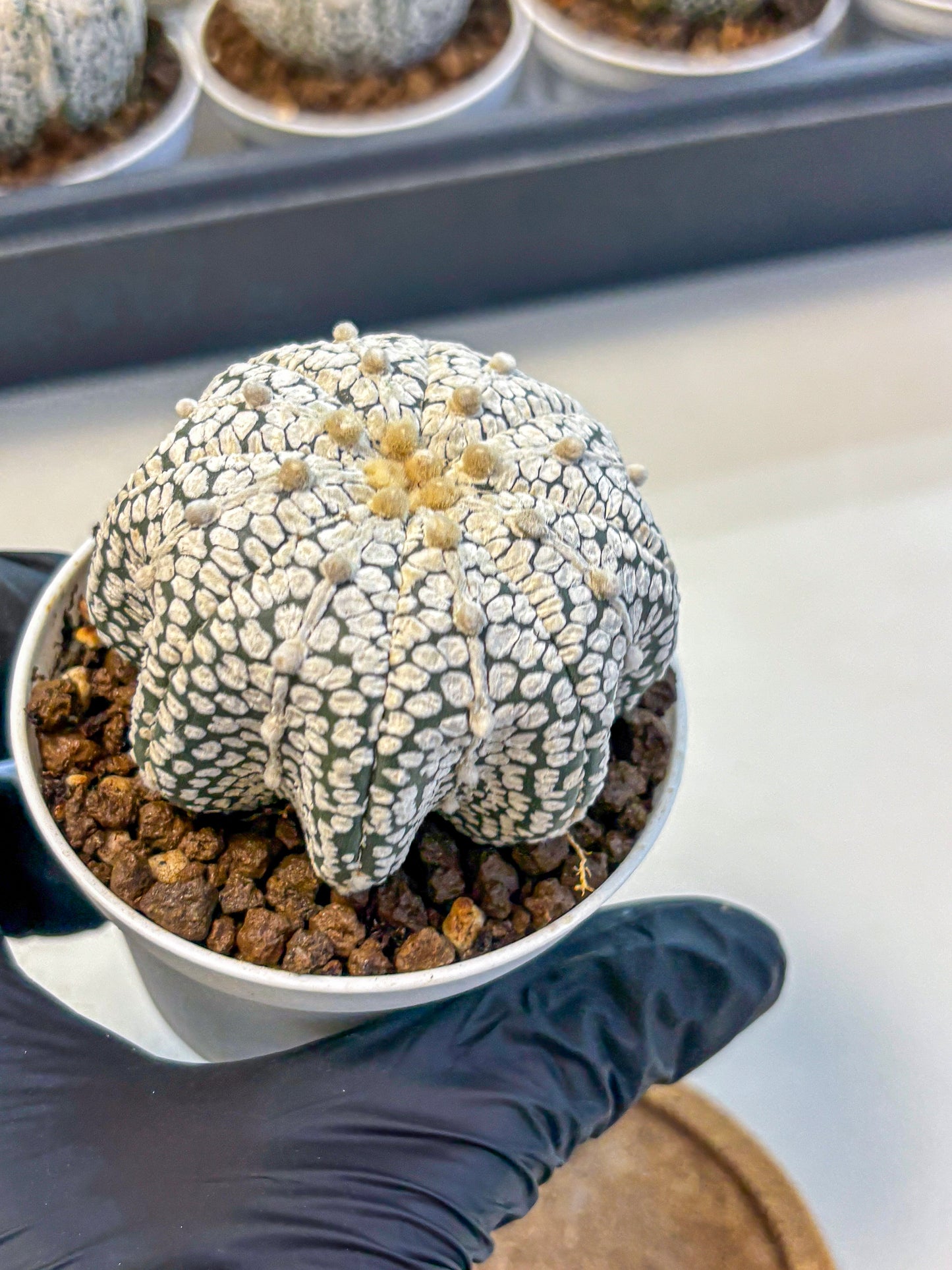 Astrophytum V Type (at5) (04) |  Sea urchin cactus
