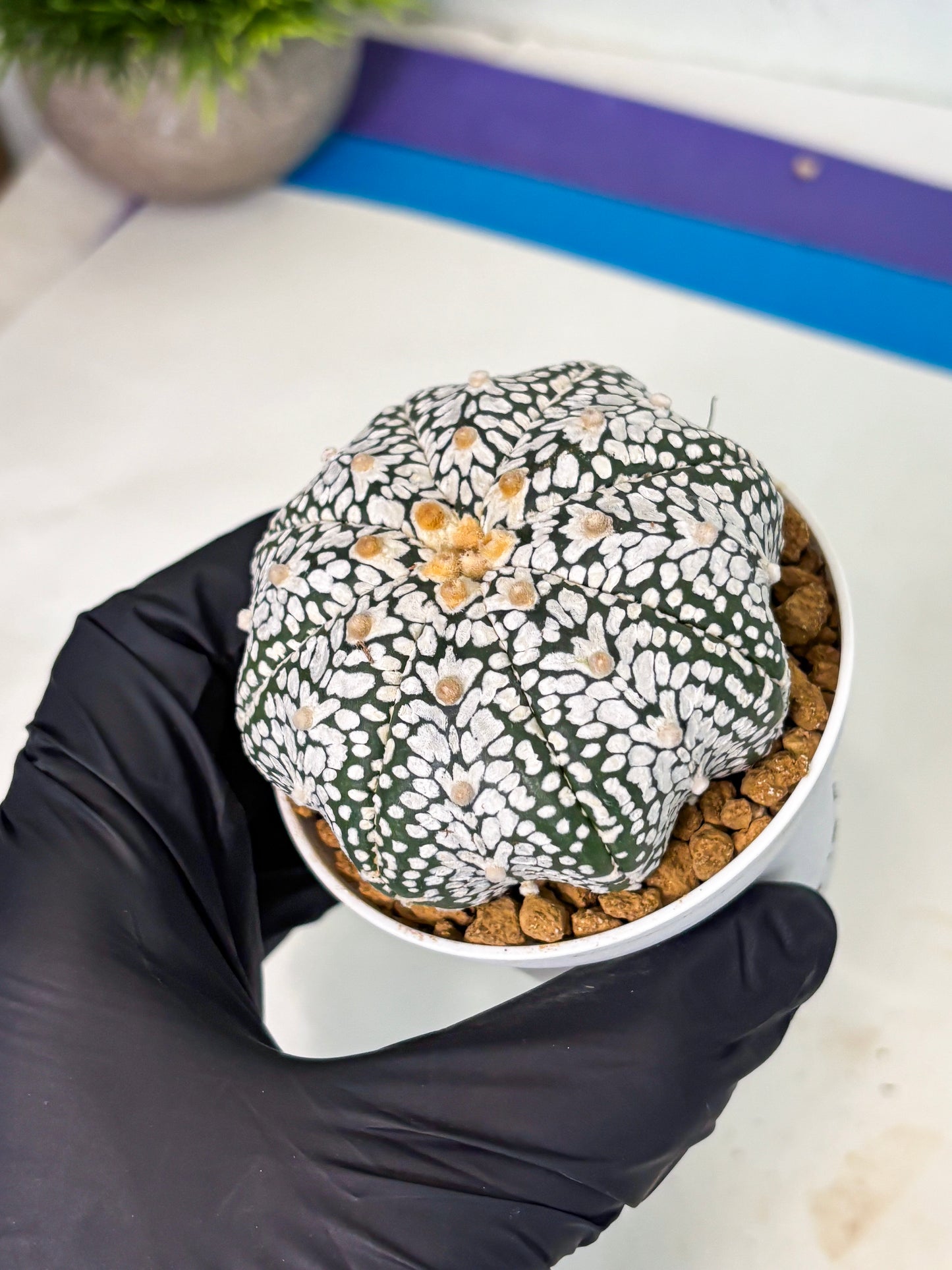 Astrophytum V-Type (at5) (p3) | Rare imported Plant