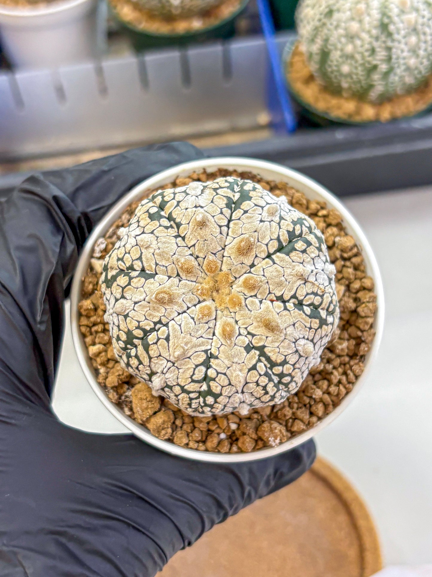 Astrophytum V Type (at2) (04) | Live Plant | Rare Collection