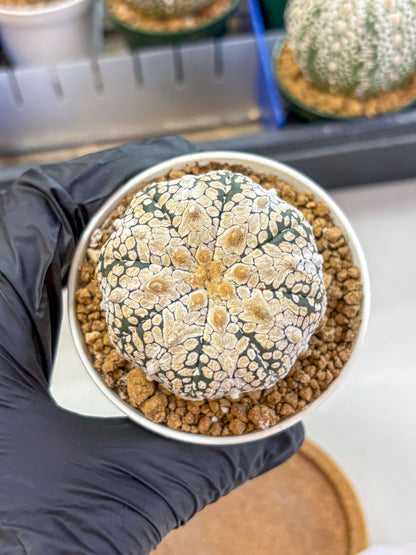 Astrophytum V Type (at2) (04) | Live Plant | Rare Collection