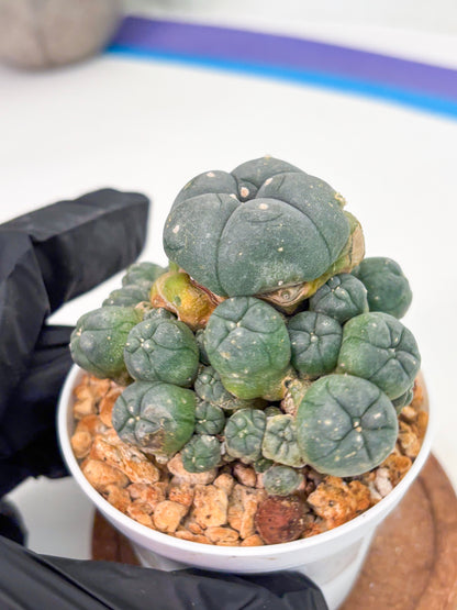 Spineless Cactus (Lo1) (g2) | For Advanced Growers