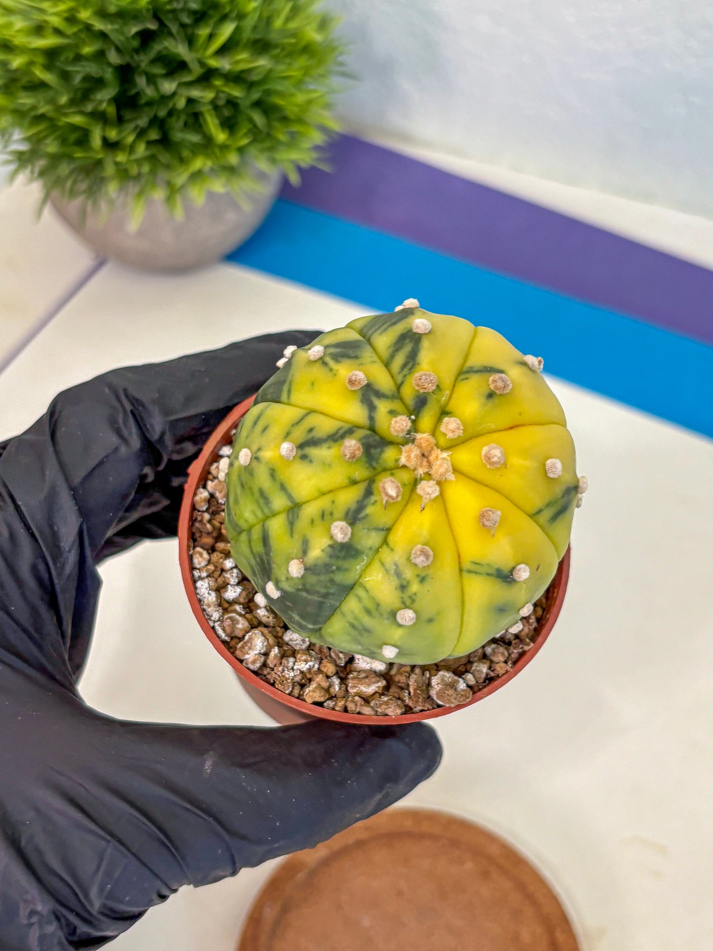 Astrophytum Variegated (at9) (04) | Rare Plant | Live Cactus