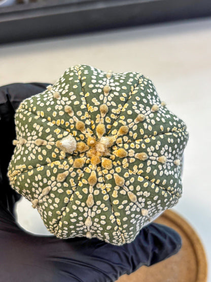Astrophytum Super Kabuto (at10) (03) | sand dollar cactus