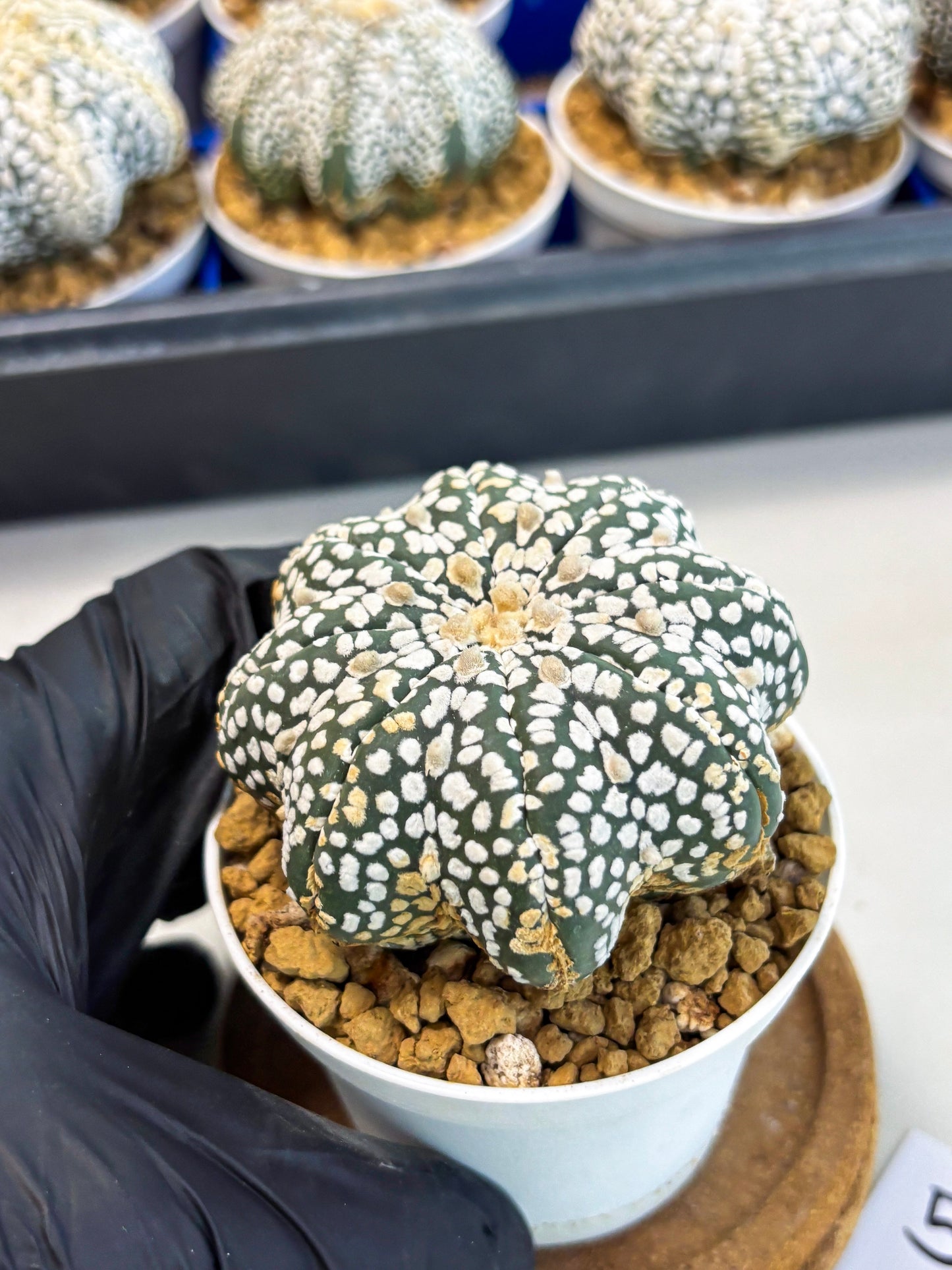 Astrophytum Star Shape (at3) (g5) | Very Rare Cactus