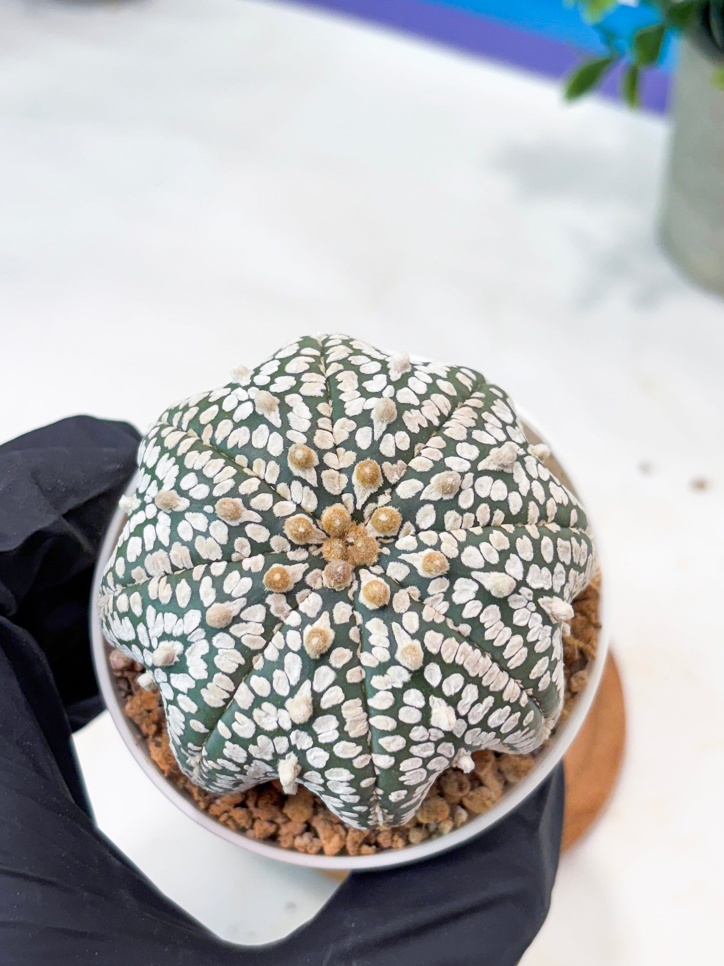 Astrophytum Star Shape (T9) (g5) | SHIP from USA