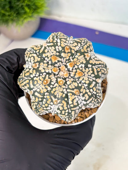 Astrophytum V-Type (at6) (b5) | Rare Star Cactus