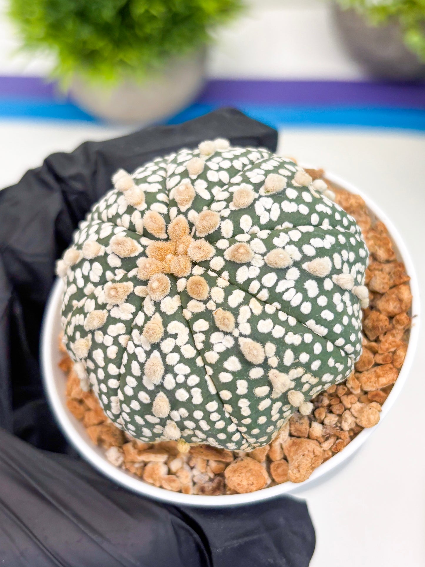 Astrophytum Super Kabuto (t12) (p4) | 3" Pot