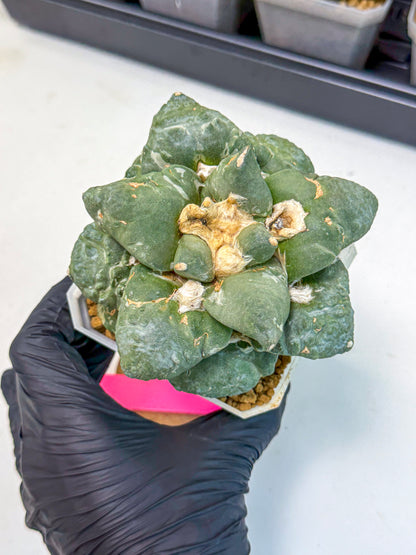 Ariocarpus Cultivar (pp) | Living rock cactus