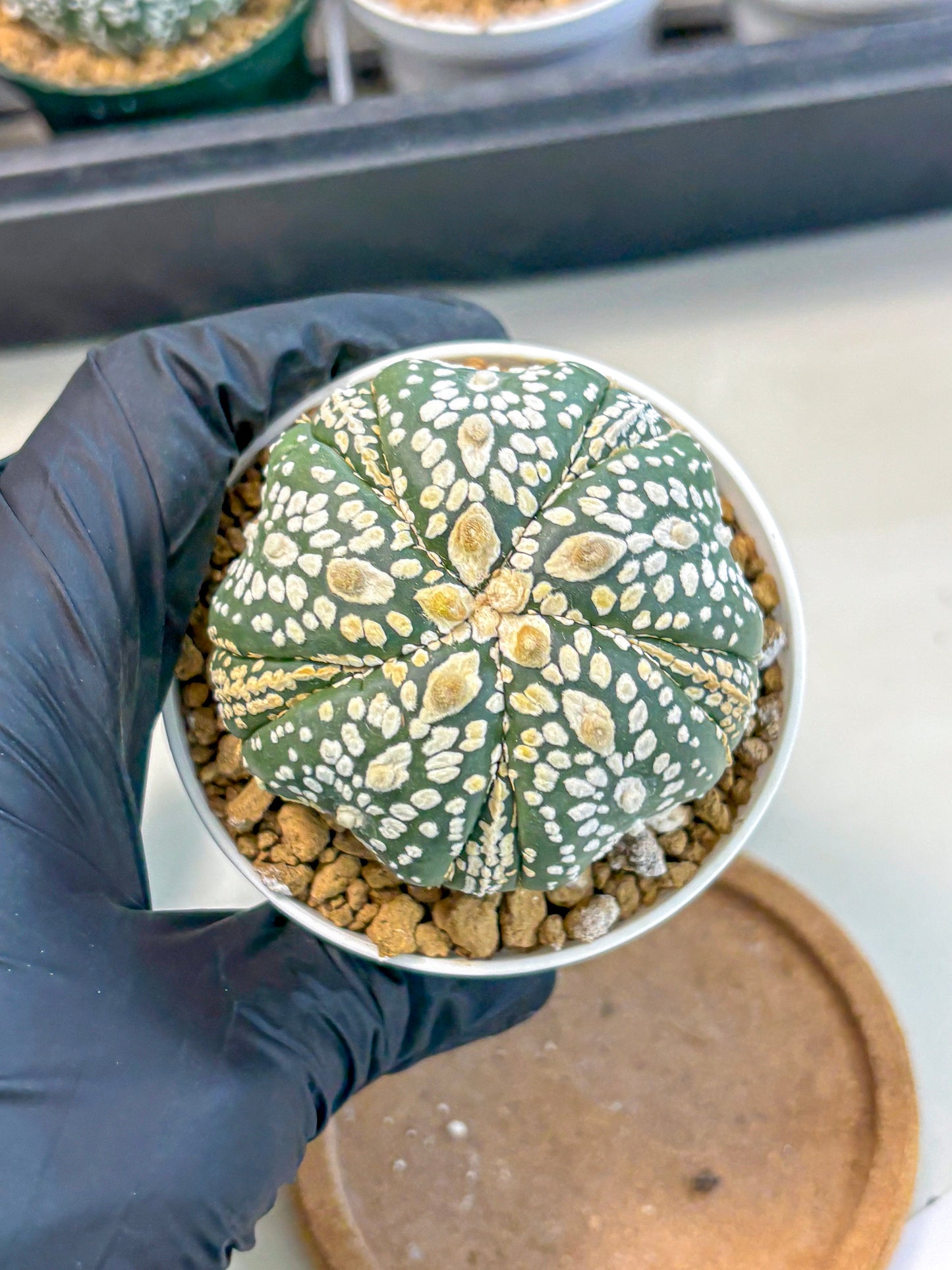 Astrophytum 5-Ribs (at7) (y1) | Living Rocks