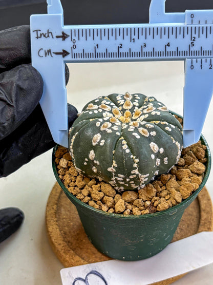 Astrophytum Fukuryu (at8) (03) | Rare Plant | Succulent Cactus