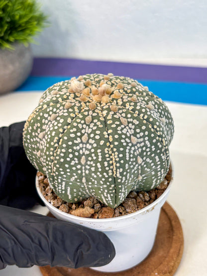 Astrophytum Super Kabuto (at10) (03) | sand dollar cactus