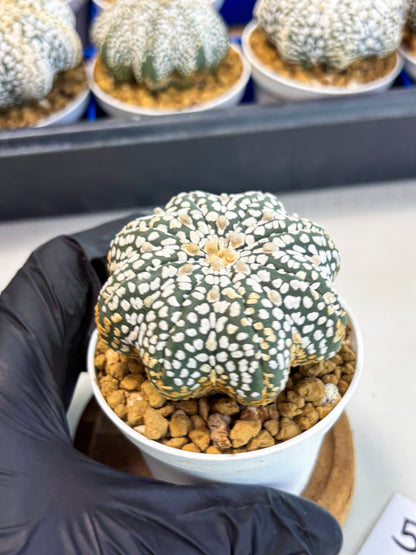 Astrophytum Star Shape (at3) (g5) | Very Rare Cactus