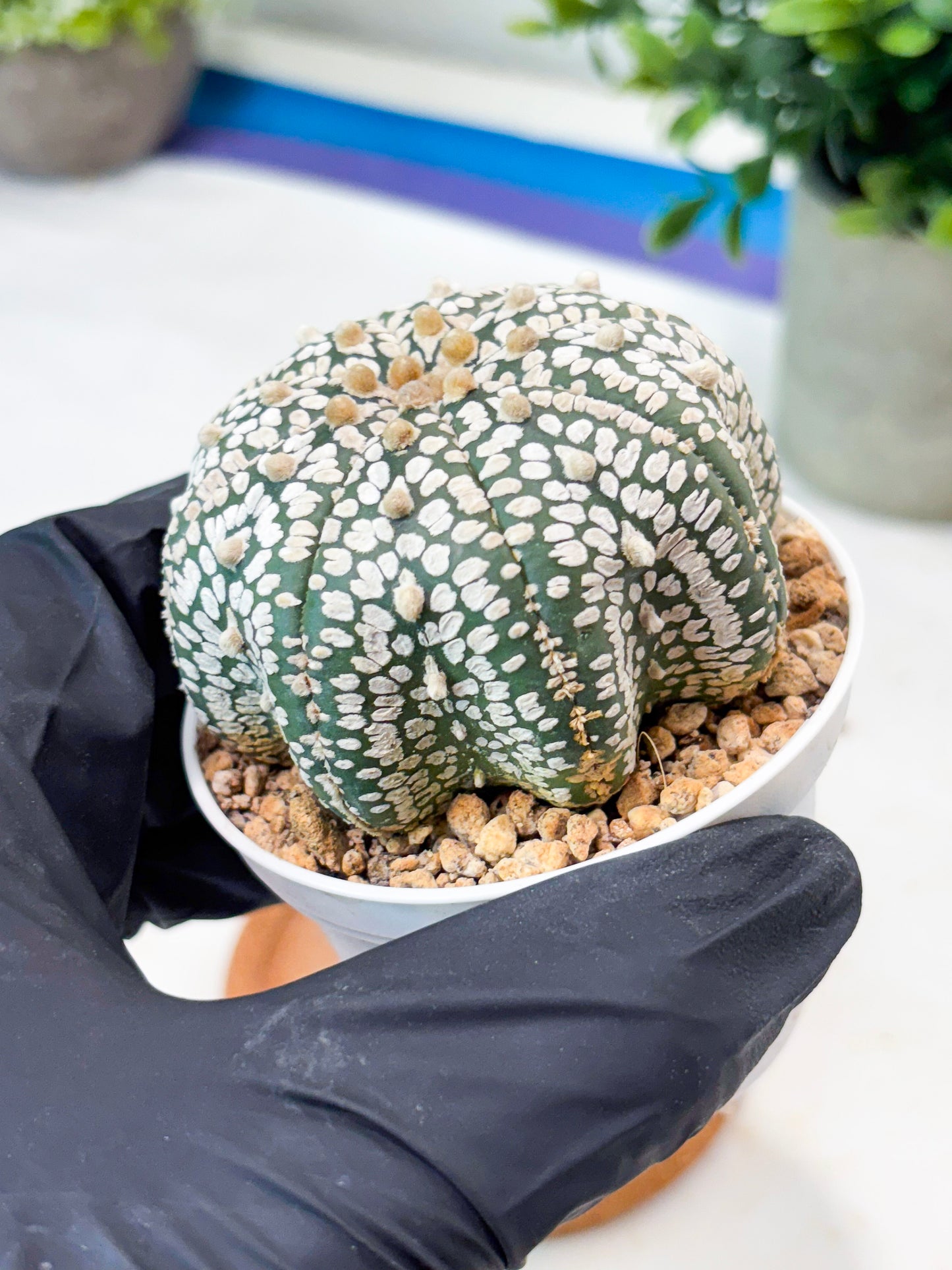 Astrophytum Star Shape (T9) (g5) | SHIP from USA