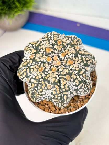 Astrophytum V-Type (at6) (b5) | Rare Star Cactus
