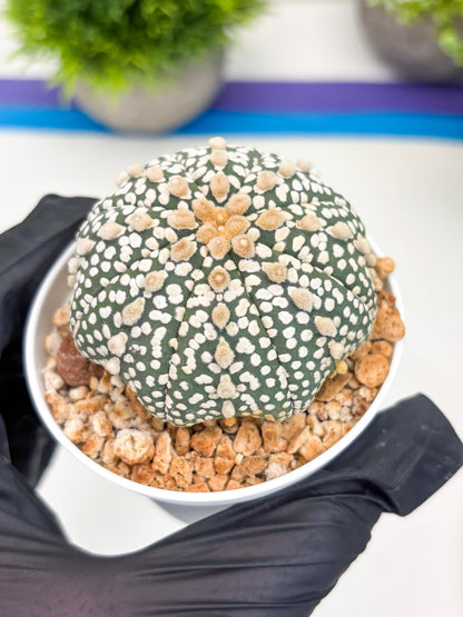 Astrophytum Super Kabuto (t12) (p4) | 3" Pot