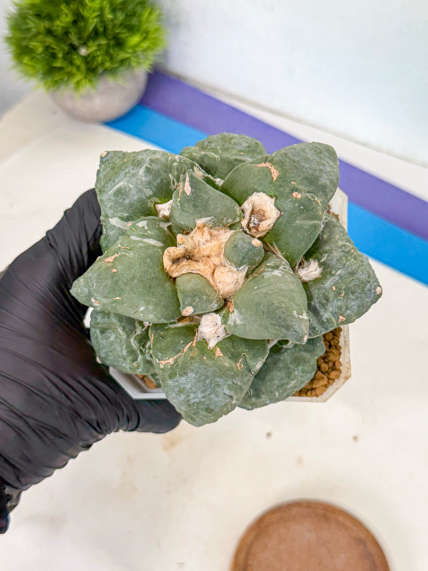 Ariocarpus Cultivar (pp) | Living rock cactus
