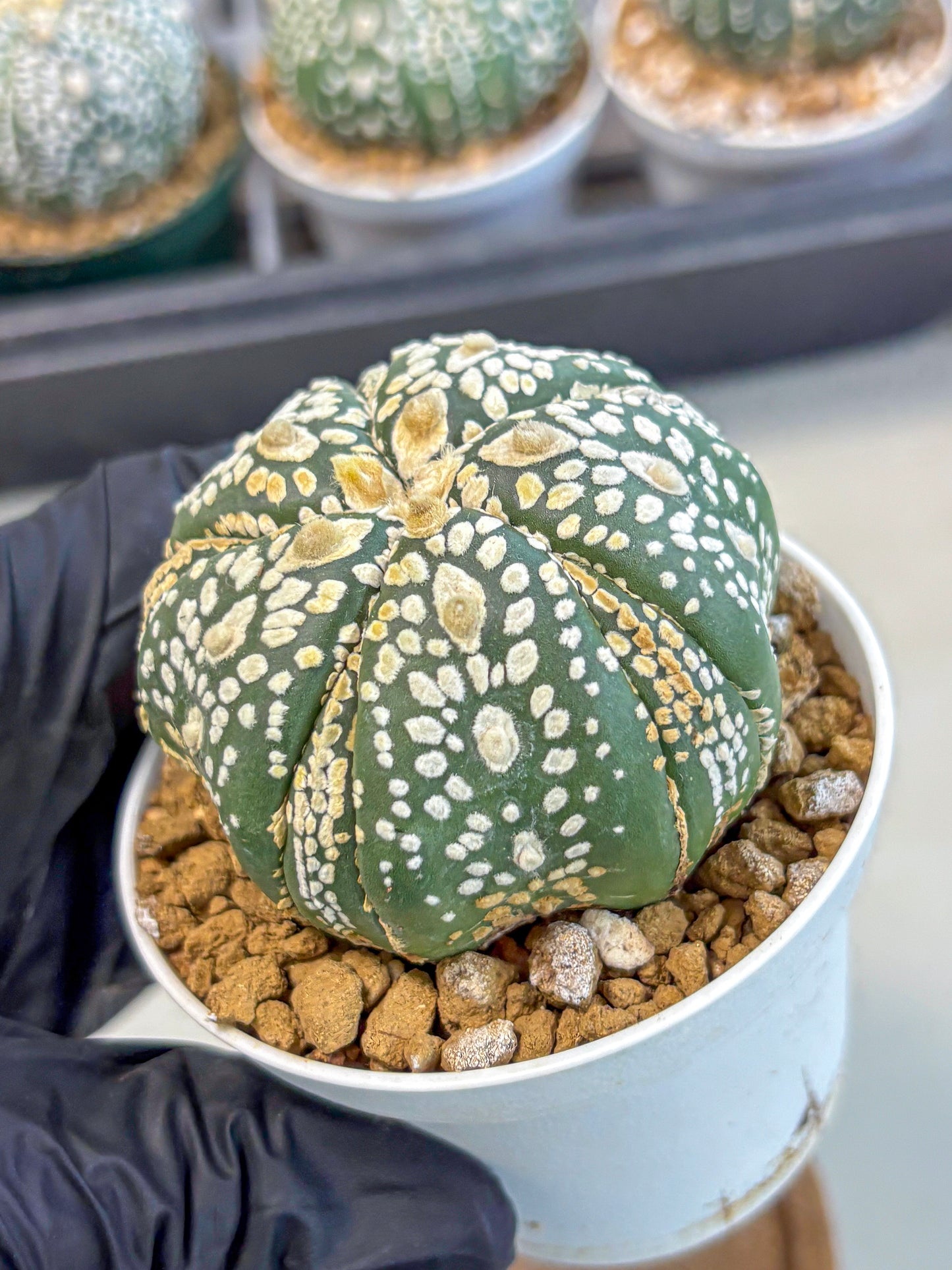 Astrophytum 5-Ribs (at7) (y1) | Living Rocks