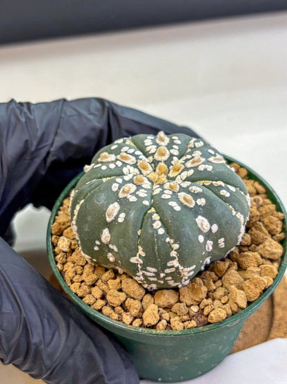 Astrophytum Fukuryu (at8) (03) | Rare Plant | Succulent Cactus