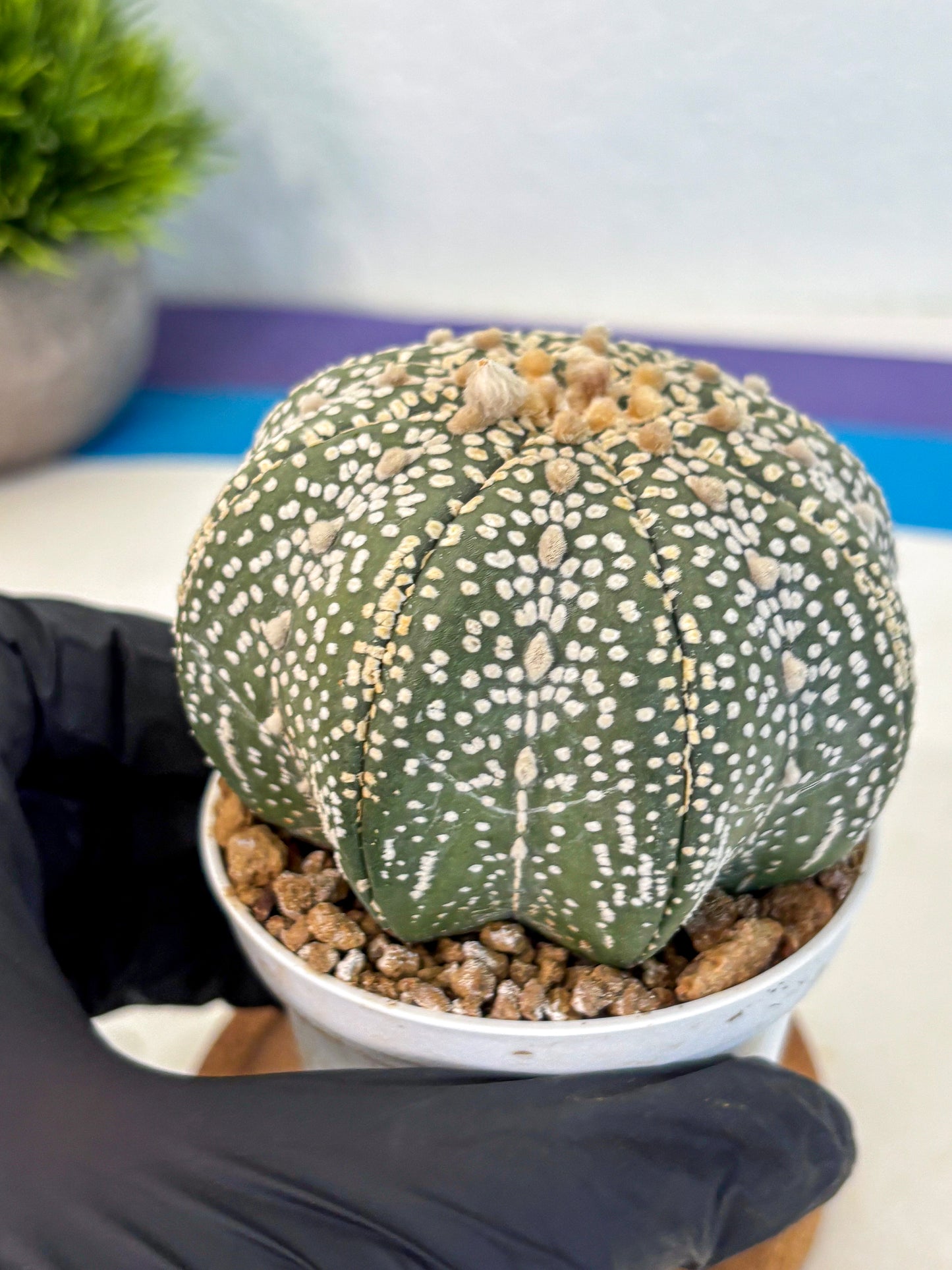 Astrophytum Super Kabuto (at10) (03) | sand dollar cactus