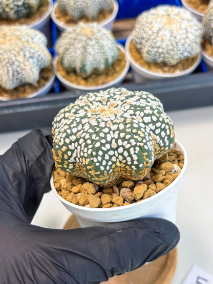 Astrophytum Star Shape (at3) (g5) | Very Rare Cactus