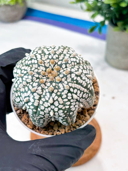 Astrophytum Star Shape (T9) (g5) | SHIP from USA
