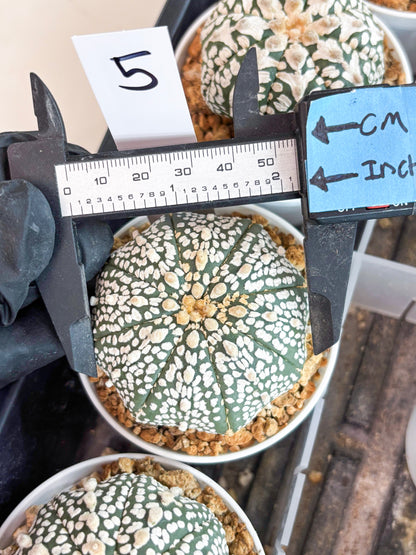 Astrophytum Super Kabuto (t12) (p5) | 3" Pot