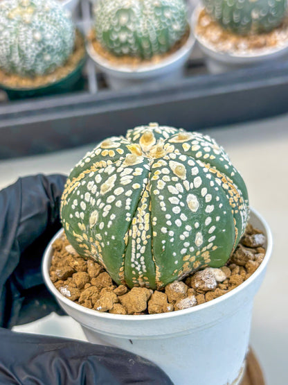 Astrophytum 5-Ribs (at7) (y1) | Living Rocks