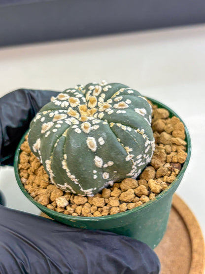 Astrophytum Fukuryu (at8) (03) | Rare Plant | Succulent Cactus