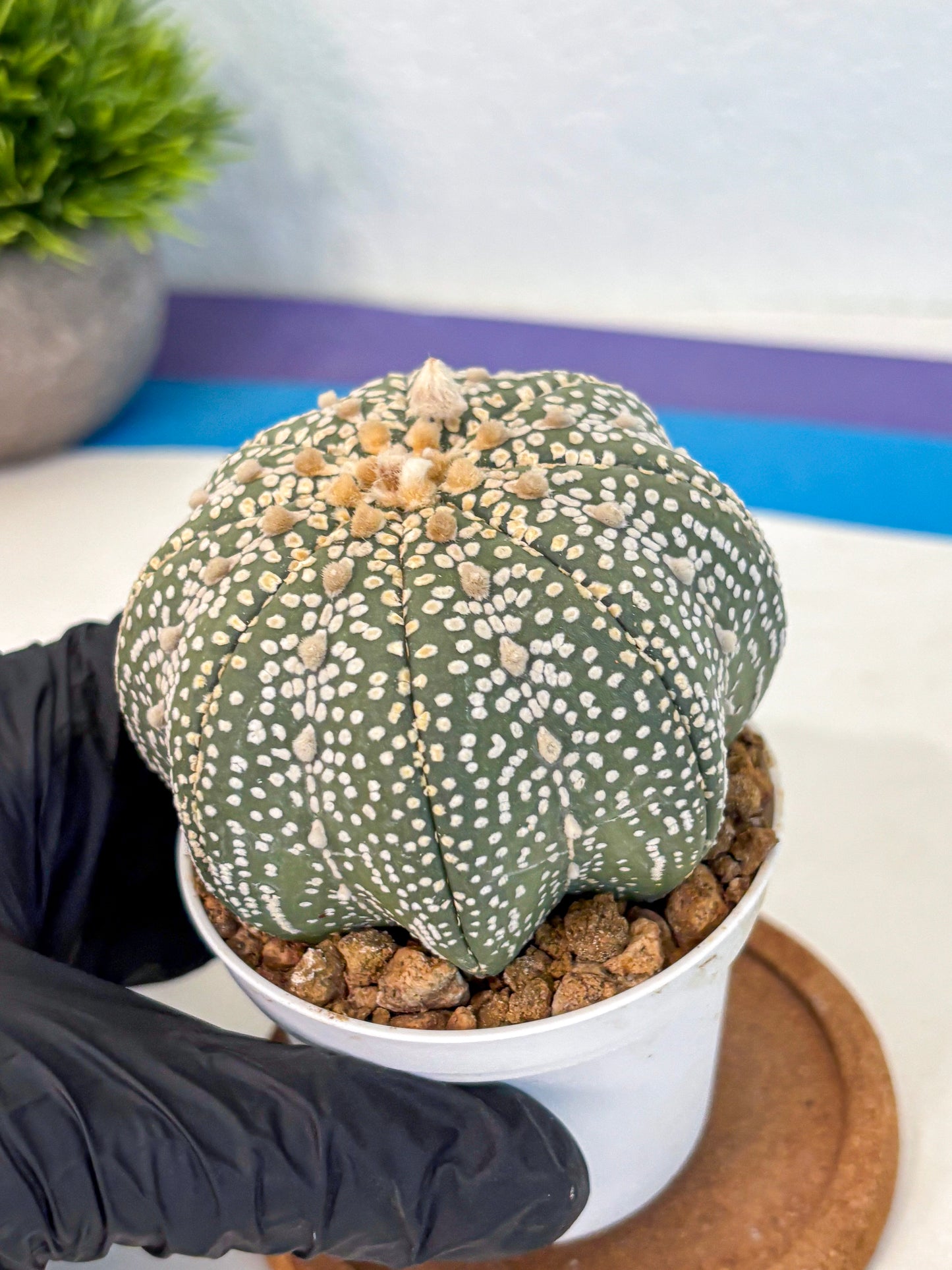Astrophytum Super Kabuto (at10) (03) | sand dollar cactus