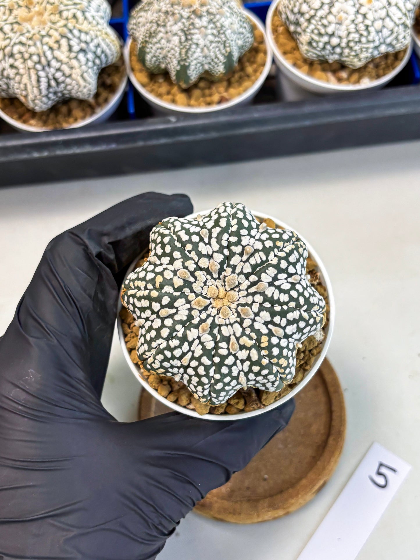 Astrophytum Star Shape (at3) (g5) | Very Rare Cactus