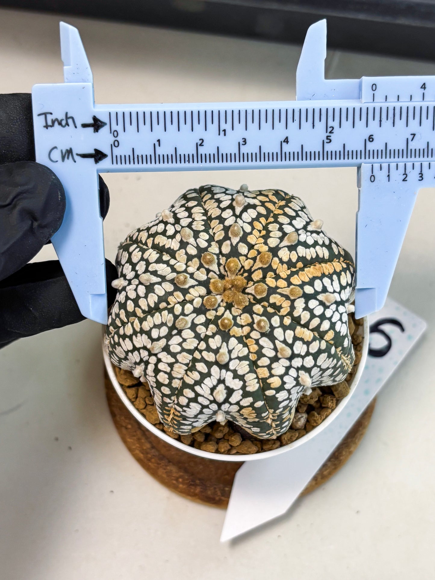 Astrophytum V-Type (at6) (b6) | Rare Star Cactus