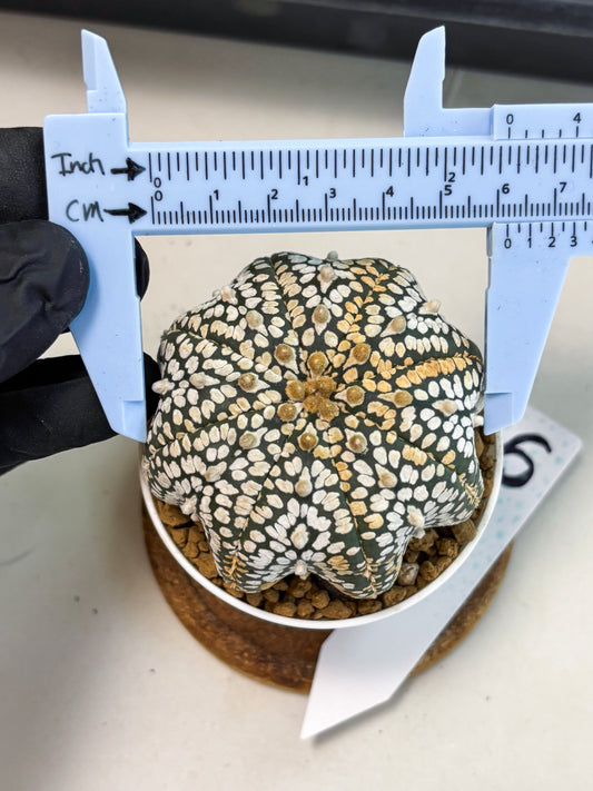 Astrophytum V-Type (at6) (b6) | Rare Star Cactus